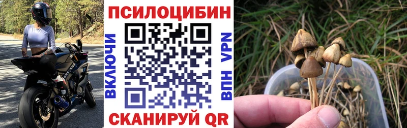 kraken как зайти  Истра  Галлюциногенные грибы Magic Shrooms 
